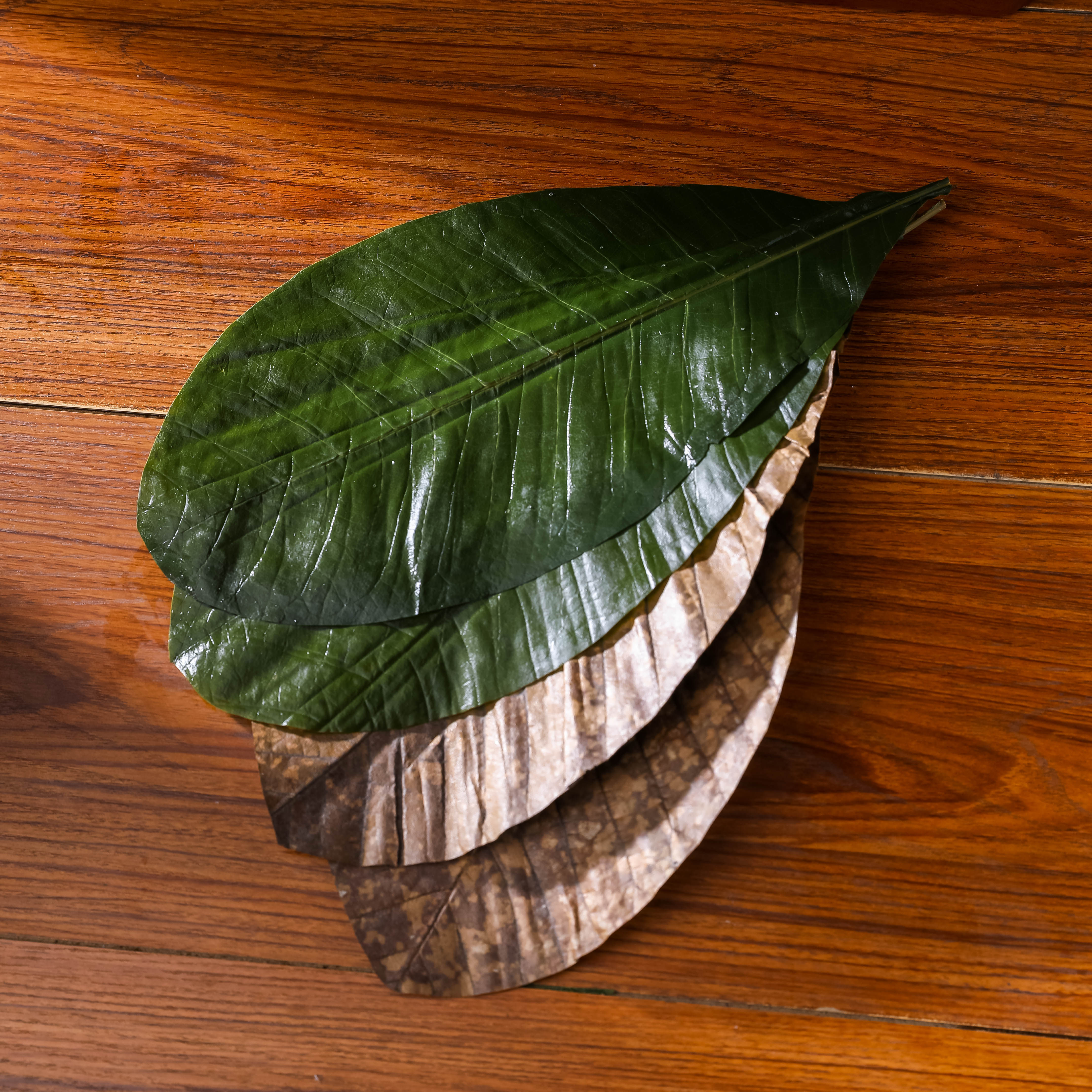 Sashimi cuisine Denmark leaf Park Leavers 20 pieces of chefs and fresh Park Leaf dried Park Yei-style cuisine Mood Cuisine décor-Taobao