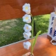 E19-лилия из белых продуктов Turland Blossom