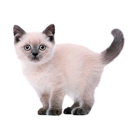 猫猫快跑