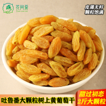 Yellow grapes in the Turpan tree 2 pounds of Xinjiang special products are super large free of washing and free NNC new nucleus dried fruit