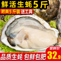 Milk Mountain raw oysters alive 5 catchers Tsingtao Sea oysters Oyster Seafood Fresh aquatic Fresh Raw Oyster 1 Box