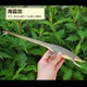 Mô hình Haibalong mô phỏng khủng long đồ chơi Haitong rồng rắn cổ rồng mắt rồng cổ đại động vật biển Cretaceous - Đồ chơi gia đình xe đồ chơi Đồ chơi gia đình