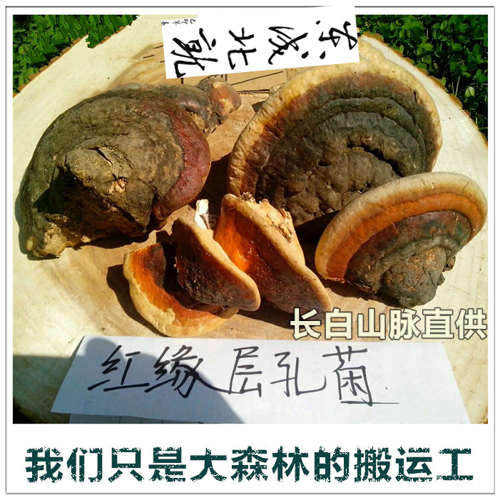Changbai Mountain wild red edge layer-like hole bacteria sessile red zhi in addition to wind loss joint pain health conditioning can be diced