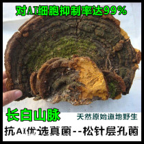 Northeast Changbai Mountain wild pine needle layer pore fungus pine needle Ganoderma lucidum pine pine pine Mulberry yellow 2 pieces