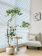 Lou Xia's large-scale simulated green plant peacock wood indoor living room floor-standing bionic fake tree plant landscaping decorative ornaments