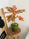 Loushujia Artificial Green Plant Potted Plants for Windowsill, Entrance, Dining Table, Home Decoration, Office Artificial Plant Bonsai