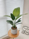 Luxury Artificial Green Plants for Living Room, Indoor Bionic Plant Decorations, Simulated Green Plants for Staircases