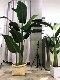 Large Artificial Green Plants, Areca Palm, Monstera, Traveler's Banana, Nordic Style, Fake Plants for Windows, Floor-Standing Potted Plants