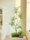 Loushujia Artificial Green Plant Landscaping for Skylight, Staircase, Window Corner, Landscape Ornament Combination, Micro-Landscape Fake Plants