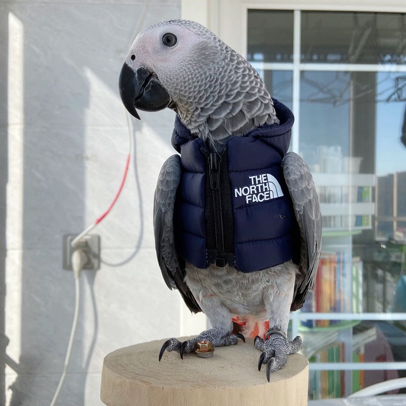 小型宠物鸟冬季守护者:个性化的保暖飞行衣