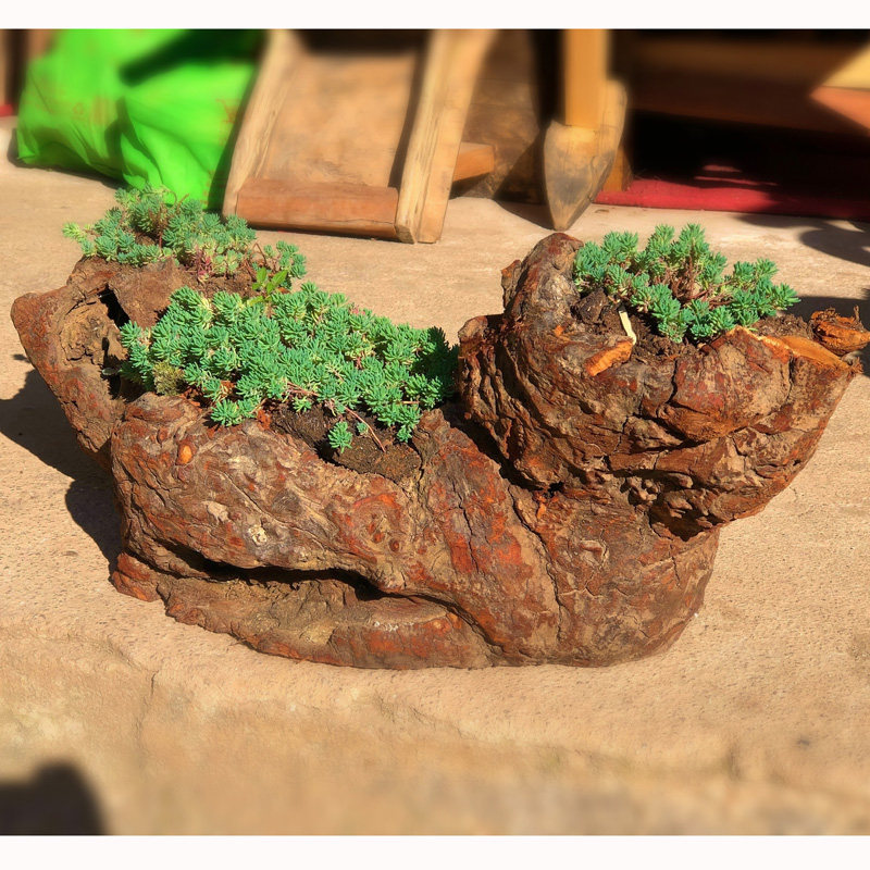 Solid wood flower pot fleshy pot Shaped tree root weathered wood small flower outdoor balcony window Meat small pot