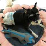 Физиологические штаны собаки Скюенари Шиба Ину Тедди Моча мочи без влажных брюк мочи Санитарные брюки для салфетки Менструальные штаны