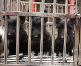 Scottish small dogs are easy to keep as pet dogs that don’t shed hair.