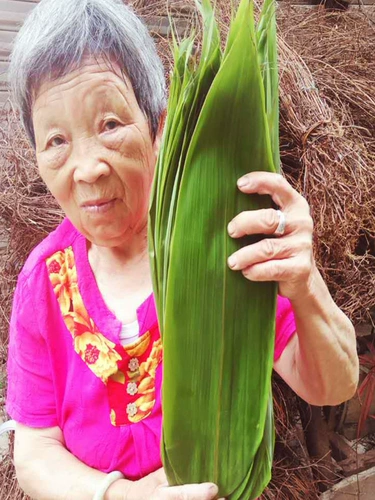 Zongzi Leaves Fresh Большое количество листьев риса дикое специальное, адаптация в настоящее время собирает коричневые листья и коричневые листья фестиваль лодки драконов Новые листья