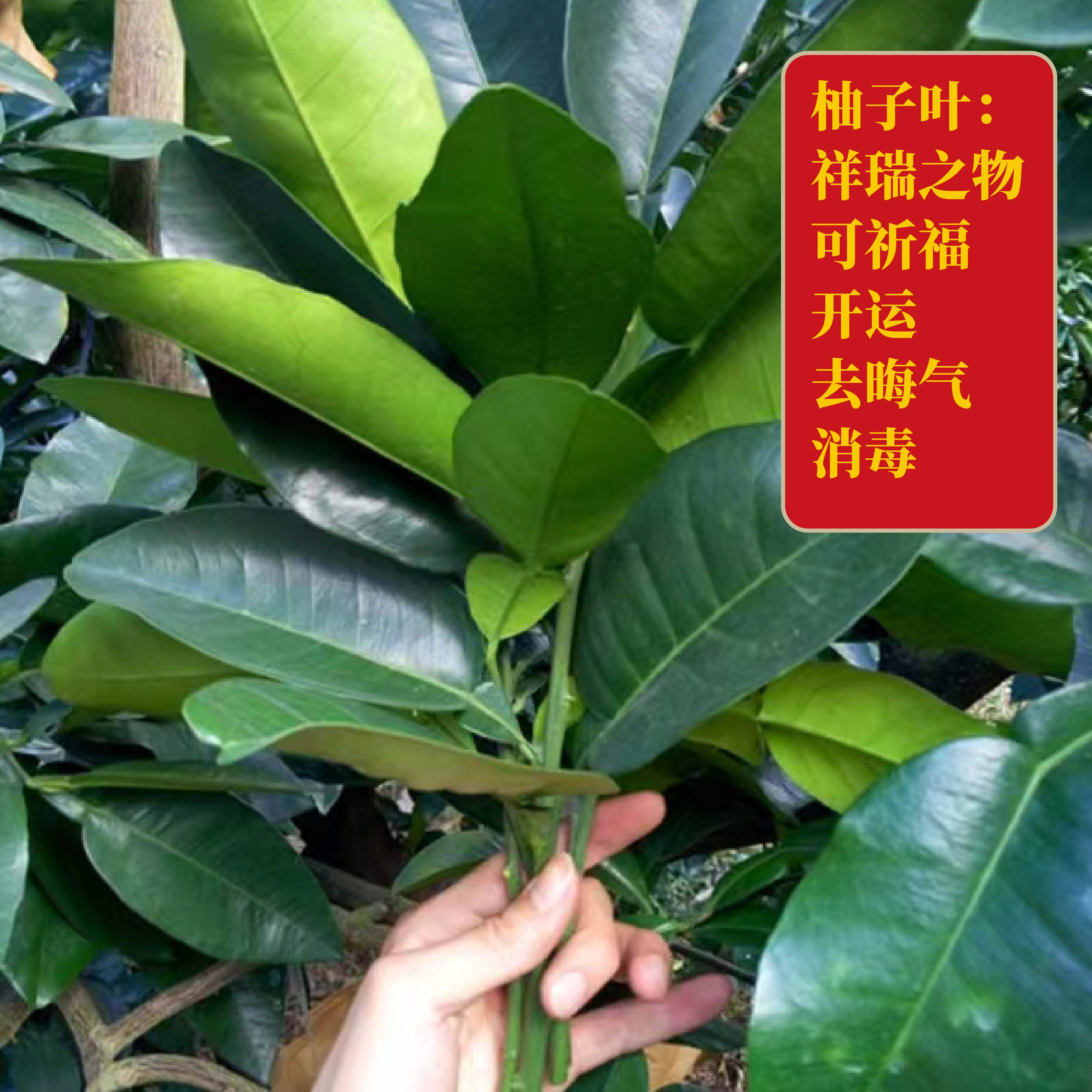 新鲜柚子叶真的能去晦气吗?深度揭秘碌柚叶的功效与使用方法🧐--淘宝好物网