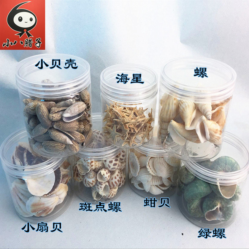 Conch shell starfish scallop kindergarten natural Angle observation, viewing and exploration activities children shell slice DIY