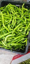 Gaoan Pepper Farmhouse self-grown green pepper 3kg 5kg open-air vegetables