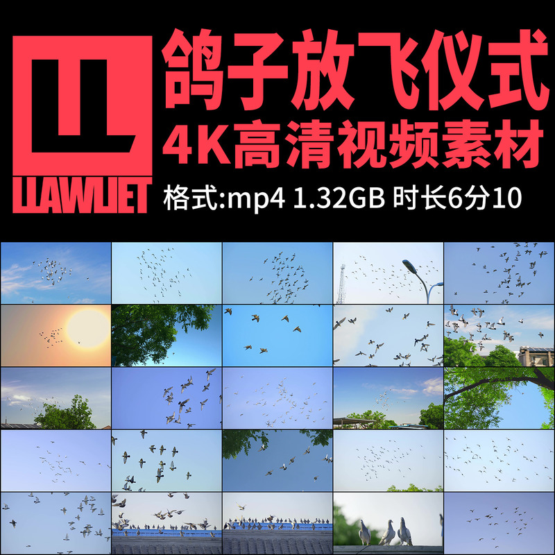 High-Definition Video Footage of Pigeons Flying in the Sky, Birds in the Air, Peace Pigeons, and Real-Shot Footage of Ceremony Activities High-Definition Video Footage of Pigeons Flying in the Sky, Birds in the Air, Peace Pigeons, and Real-Shot Footage of Ceremony Activities