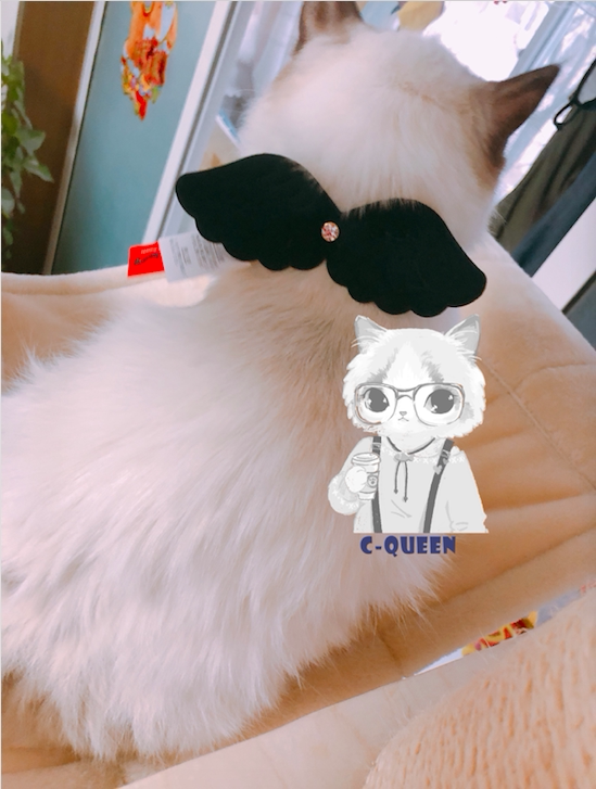 Spot Cat World Japanese AMOK Angel Wing Cat collar tied black and white wings bell hanging