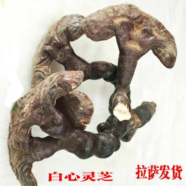 Tibet wild with a handle white Heart Lucid Lucid field Whole Branches of Lucid Lucid Lucid and Lucid Lucid and Lucid Lingzhi 250 gr 1 