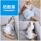 Кошка моча не влажная и носит небольшую физиологическую безопасность, гигиенические контрацептивы мужчин, подгузники материнской кошки