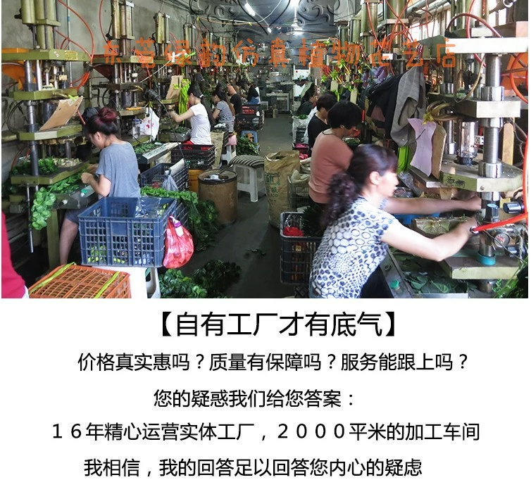 Green vần khô mây trang trí công nghiệp Bắc Âu mô phỏng trắng styrofoam chi nhánh mây sàn nhà cắm hoa cành - Hoa nhân tạo / Cây / Trái cây