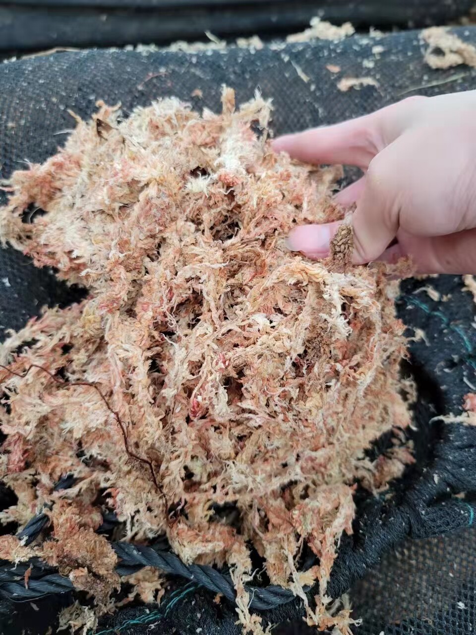 兰花和爬宠的秘密家园：多功能水苔土壤