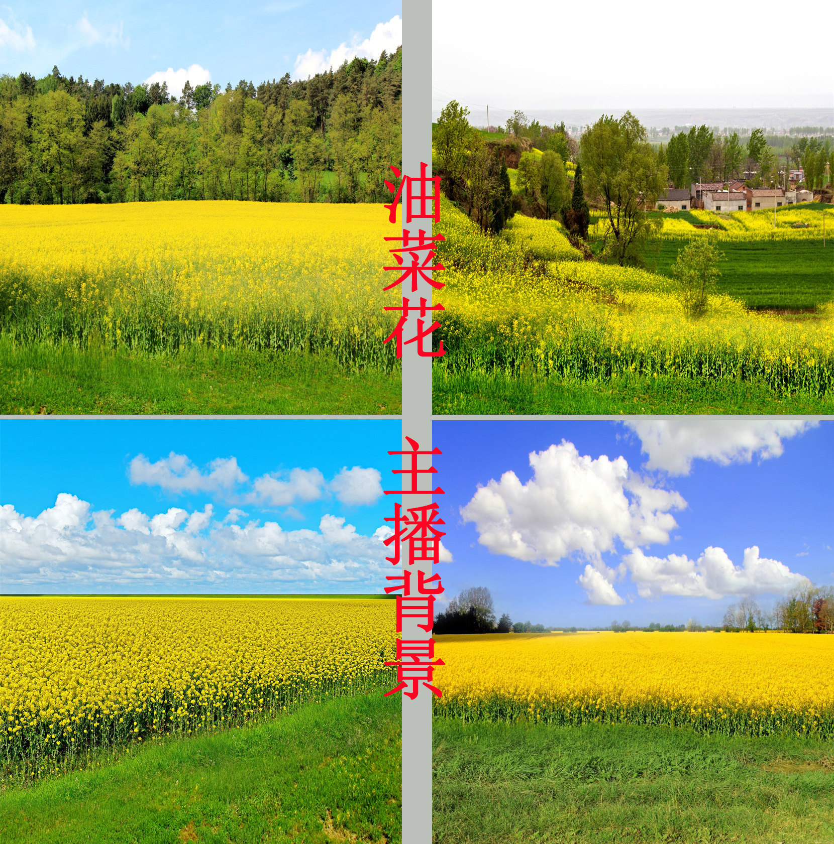 New fast hand shake up main cast film photoshoot live background cloth 3d Cubic rural oil vegetable flower meadow spring scenery