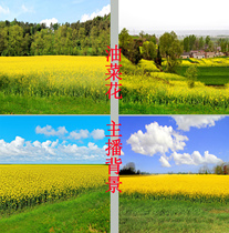 New fast hand shaking anchor video camera live background cloth 3D three-dimensional rural rapeseed flowers and grass spring scenery