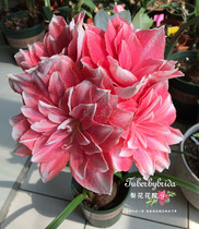 Pear Flower House (pre-sale in November) Dutch imported Zhu Dinghong double dream (super beautiful)