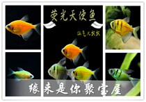 Good Breezing Easy Living Angel Fish Tropical Fish Lemon Angel Green Apple Angel Tiger Angel