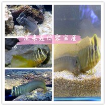 Ottman Frog Fish Cold Water Native Fish Native Freshwater Small Ornamental Fish