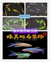 Large sail long fin long tail butterfly winged marfish dragon crested tropical fish small ornamental fish