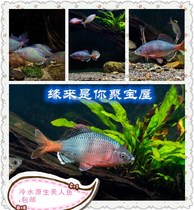 Cold water native mermaid nice cold water fish Vietnamese white edge red beard