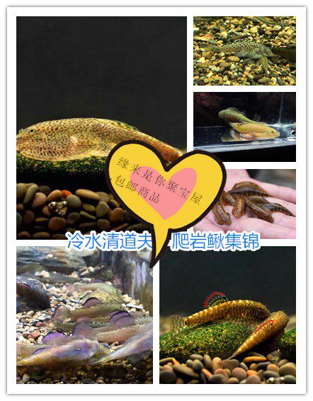  Native Fish Cold Water Fish Cold Water Removal Algae Fish Cold Water Scavenger Crawl Rock Loach