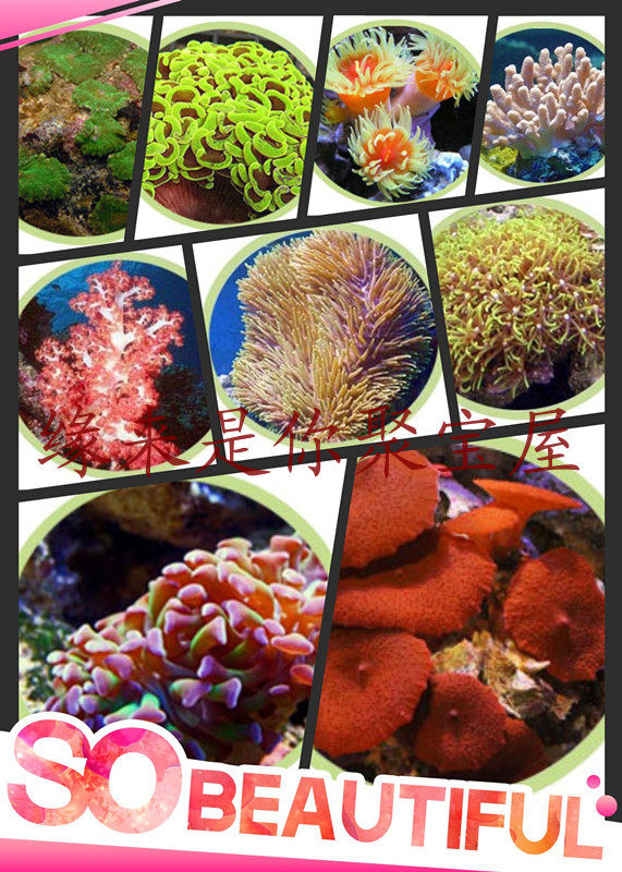 Seawater Coral Seawater Software Coral beautiful Marine marine Sea Water Aquarium Breeding Bio