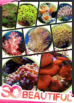 Seawater corals Seawater soft corals Beautiful marine organisms Marine aquaculture organisms