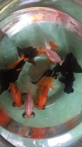 Butterfly-tailed goldfish pretty goldfish multibreed random mix 10 only free mail contact modification shipping costs