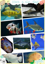 Large fish large ornamental fish fierce fish map seven-star knife Lucky Fish goose head Crown fish etc.