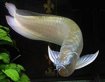 2016 brand new large fish Feng Shui fish Silver Dragon Fish