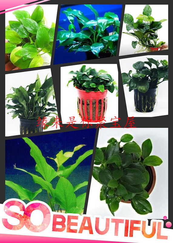 Super-valued to raise lazy human water grass front middle back scenery grass water banyan series little water banyan varis gold banyan and so on