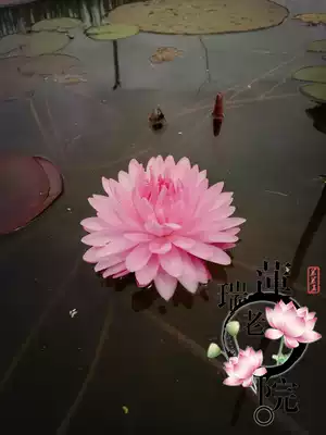 香水莲粉蓬蓬莲花种茎进口睡莲根块水生植物花卉庭院别墅水池 香水莲粉蓬蓬莲花种茎进口睡莲根块水生植物花卉庭院别墅水池