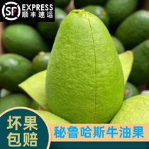 Peruvian Hass avocado fresh fruit delicate silky and fruity rich seasonal fruit whole box SF Express