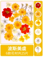 Персидский мейю сухой сухой цветок сумка 25 кусочков