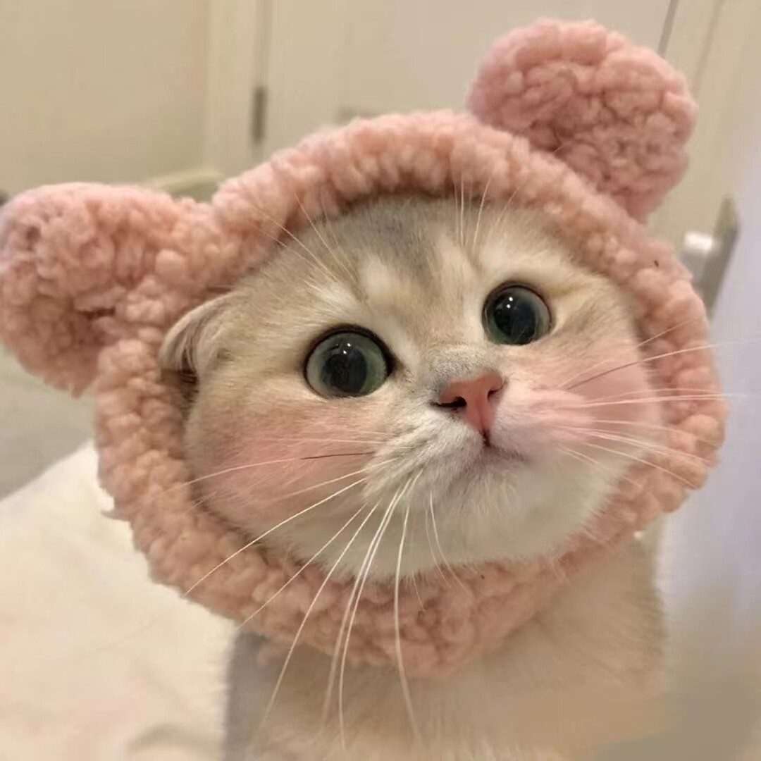 喵呜Cats萌宠馆
