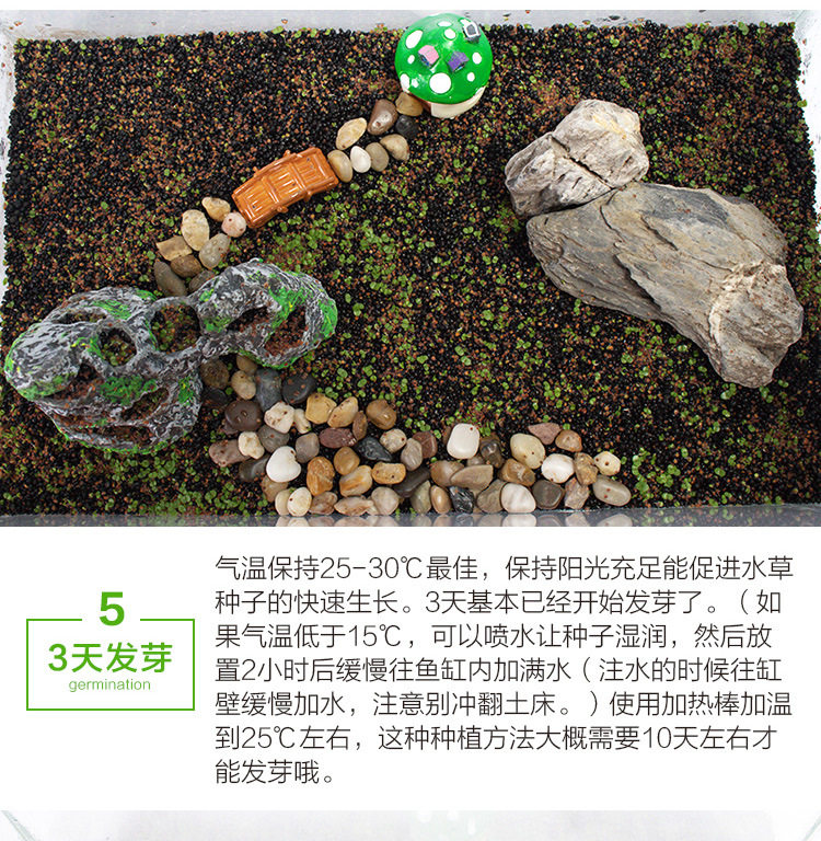 Семена водяной травы_12