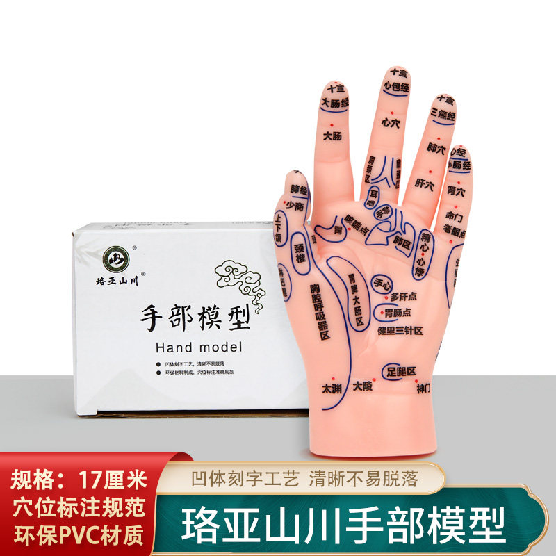 按摩手模型反射区人体针灸模型男女穴位经络针灸中医位手图17厘米