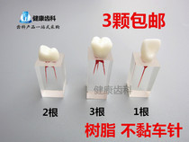 Dental root canal model root canal tooth granule block exercise machine root filling test experimental class practice root canal