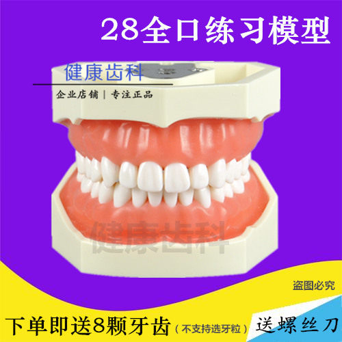 Practice Tooth Model Dental Detachable Tooth Model Prepare the gums for the tooth removal gum practice to send a screwdriver