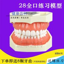 Practice dental model detachable dental model preparation of teeth teeth gum practice send a screwdriver